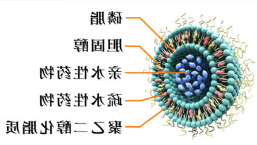 甲氨蝶呤脂质体