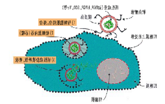 褪黑素脂质体