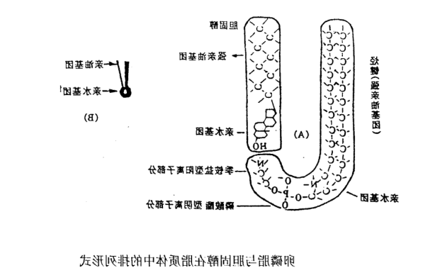 阿魏酸脂质体