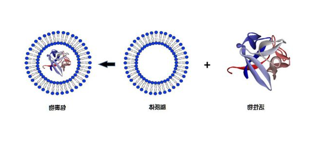 羟基喜树碱氯化壳聚糖包衣纳米脂质体