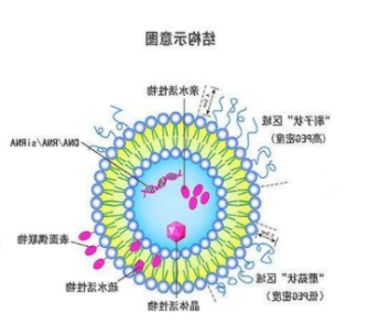 虫草多糖脂质体