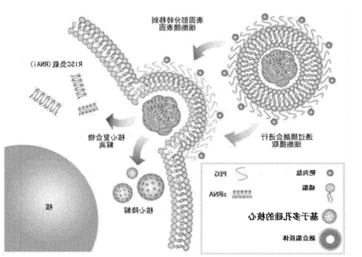 细辛脑(asarone)脂质体