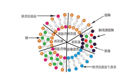 盐酸利多卡因脂质体