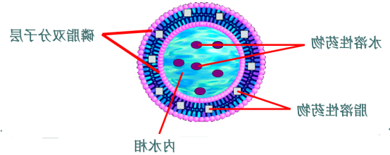 壳聚糖包覆胰岛素脂质体