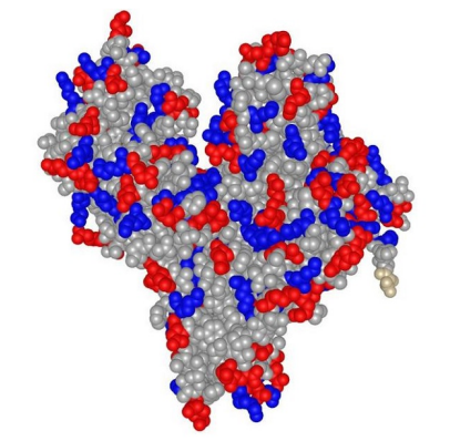 BSA-PEG-Methotrexate
