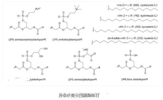 磷脂酰甘油脂质体