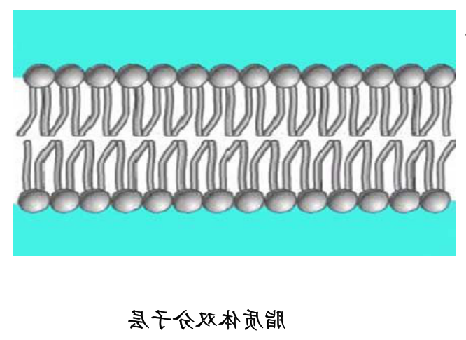 DOPG:DOPC (70:30) Liposomes DOPG:DOPC (70:30) Liposomes