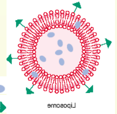 DOPG:DOPC (60:40) Liposomes DOPG:DOPC (60:40) Liposomes