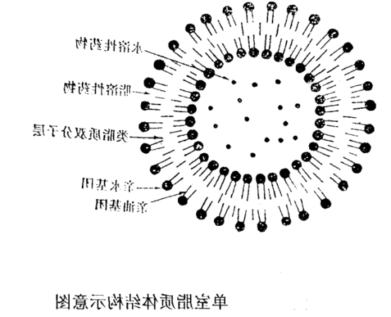 DOPG:DOPC (50:50) Liposomes 
