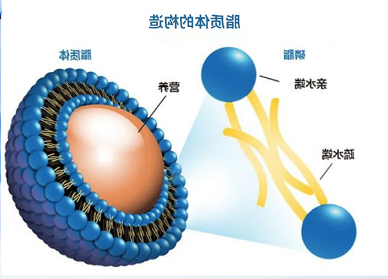DOPG:DOPC (5:95) Liposomes