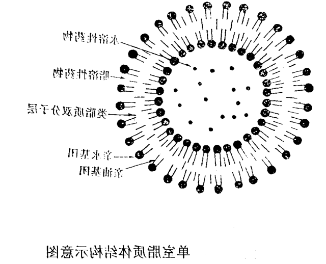 DOTAP:DOPC (40:50) Liposomes 
