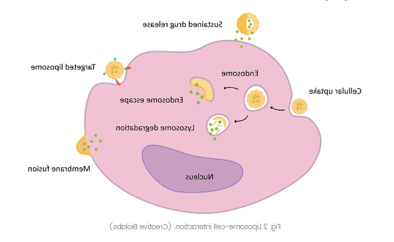 DOTAP:DOPC (30:70) Liposomes 
