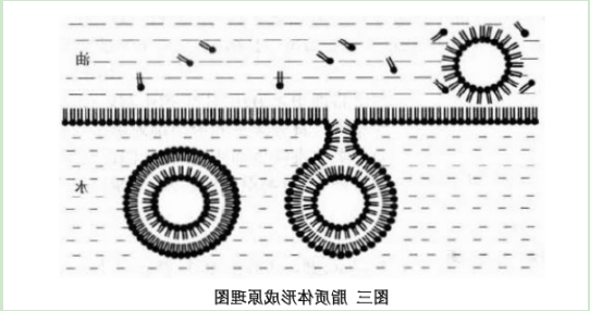 微米级脂质体