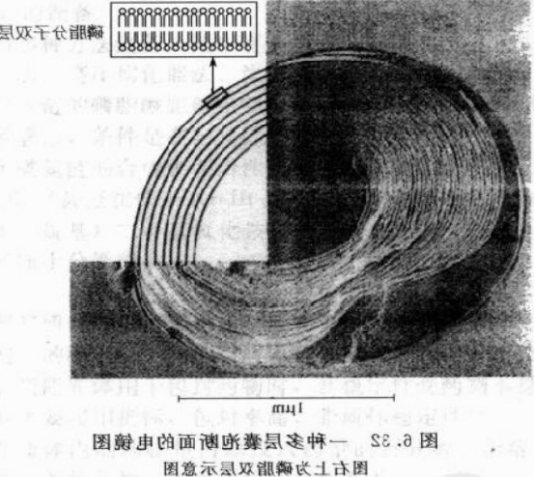 巨型单层囊泡