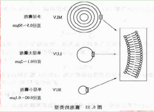 巨型单层囊泡
