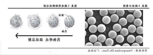 脂质体微球