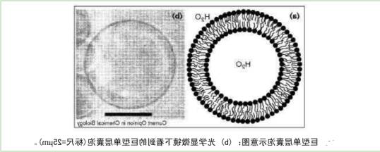 巨型单分子囊泡GUV 巨型单分子囊泡GUV