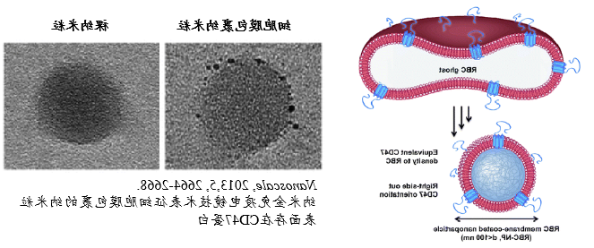 纳米金偶联抗体/蛋白试剂盒