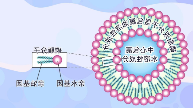 脂质体包裹3-甲基腺嘌呤