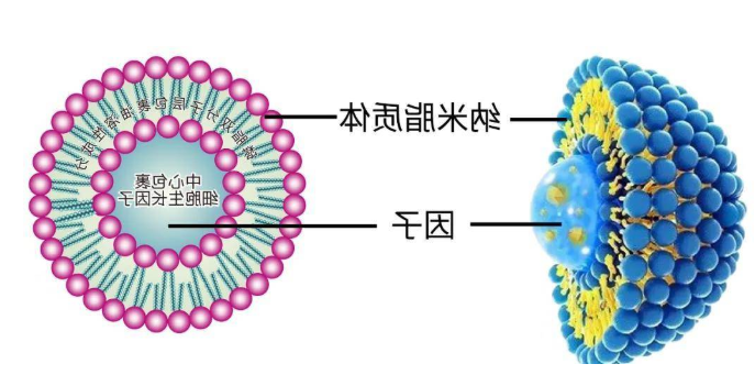 Dio标记阳离子脂质体定制服务（100nm）