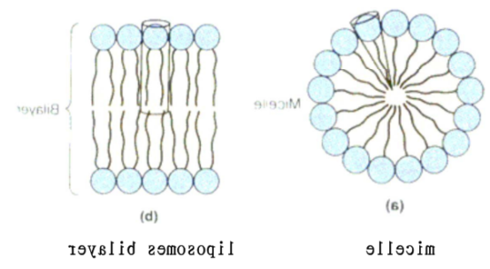 PC:Cardiolipin (1:99) Liposomes