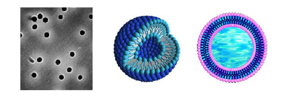 Hydrogenated Soy PC:Chol (70:30) Liposomes