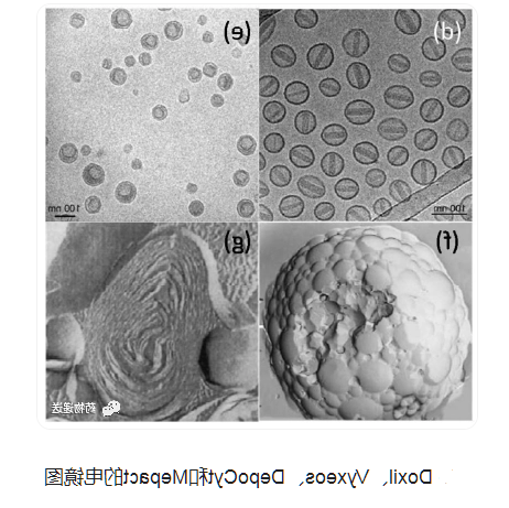 23:0 PC Liposomes