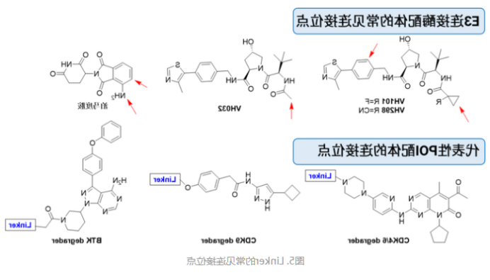 Aminooxy-PEG7-alcohol