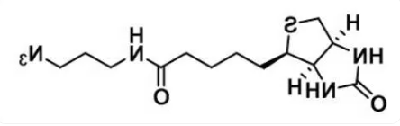 Biotin Azide