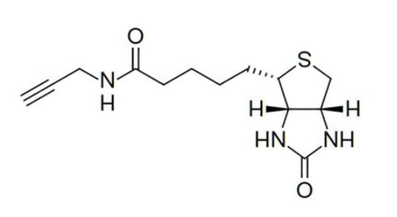 Biotin Alkyne