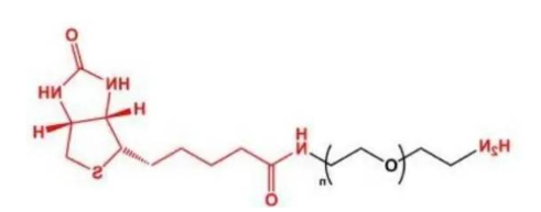  氨基-聚乙二醇-生物素