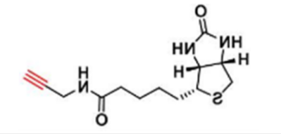 Biotin alkyne; 生物素-炔基