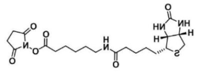 Biotin-LC-NHS N-琥珀酰亚氨基6-生物素氨己酸