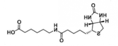 Biotin-LC; 6-生物素氨基己酸