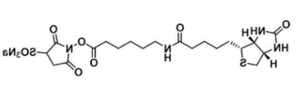 水溶性活性酯长链生物素;生物素酰氨基己酸-3-磺酸基-N-羟基琥珀酰亚胺酯