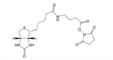 生物素-丁氨酸-活性酯