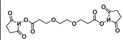 CAS 65869-63-8;活性酯二聚乙二醇活性酯;NHS-PEG2-NHS ester CAS 65869-63-8;活性酯二聚乙二醇活性酯;NHS-PEG2-NHS ester