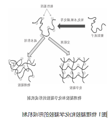   图1 物理凝胶和化学凝胶的形成机制    