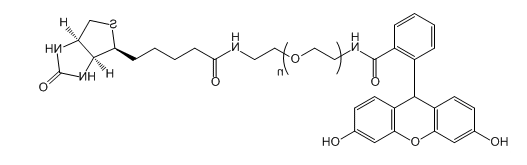 Biotin-PEG-FAM；生物素-聚乙二醇-FAM的基本信息