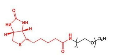 mPEG-Biotin；mPEG-BN；甲氧基聚乙二醇生物素 