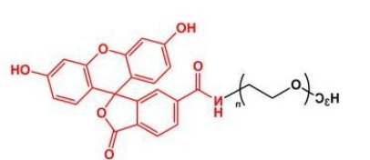 mPEG-Fluoresein；mPEG-FITC；甲氧基聚乙二醇荧光素 