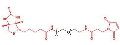 MAL-PEG-Biotin；马来酰亚胺聚乙二醇生物素；Biotin-PEG-MAL