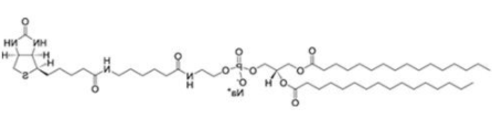二棕榈酰磷脂酰乙醇胺-N-生物素钠盐（DPPE-cap-Biotinyl）,384835-52-3