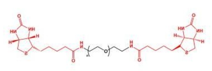 Biotin-PEG-Biotin;BN-PEG-BN;二生物素聚乙二醇