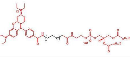 Rhodamine-PEG-DSPE；罗丹明聚乙二醇磷脂；DSPE-PEG-Rhodamine