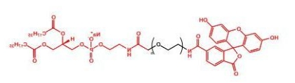  FITC-PEG-DSPE ;DSPE-PEG-FITC; 磷脂-聚乙二醇-荧光素