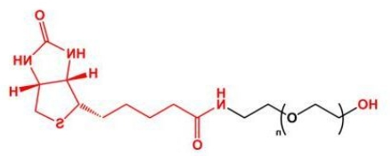 HO-PEG-Biotin； Biotin-PEG-OH；羟基聚乙二醇生物素