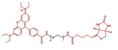  Biotin-PEG-Rhodamine；生物素聚乙二醇罗丹明