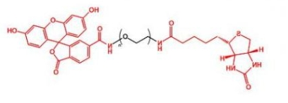  Biotin-PEG-FITC； FITC-PEG-Biotin；生物素聚乙二醇荧光素