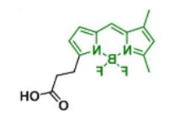 BDP FL acid，165599-63-3
